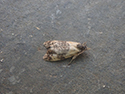 Phtheochroa schreibersiana