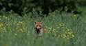 Red Fox