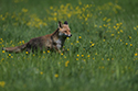 Red Fox