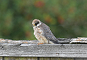 Red Footed Falcon