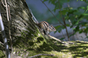 Siberian Chipmunk