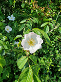 Small-flowered Sweet-briar