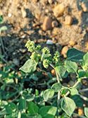 Stinking Goosefoot