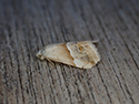 Small marbled