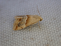 Small marbled