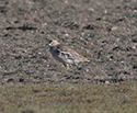 Stone Curlew