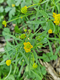 Studham Goldilocks Buttercup