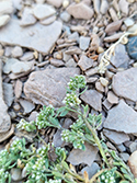 Strapwort