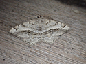 Tamarisk Peacock