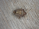 Vernal Shieldbug