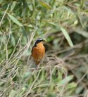Mousier's Redstart 