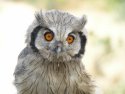 White Faced Scops Owl