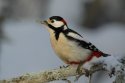 Great Spotted Woodpecker