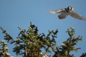 Hawk Owl
