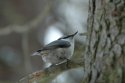 Nuthatch