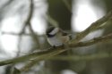 Siberian Tit