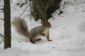 Red Squirrel