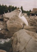 Great Blue Heron (White Morph)