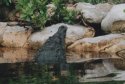 Crocodile