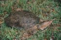 Florida Soft Shell Turtle