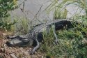 Aligator
