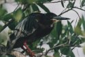 Adult