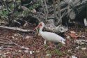 White Ibis
