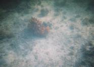 Sponge