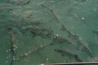 Tarpon