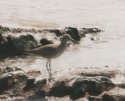 Willet