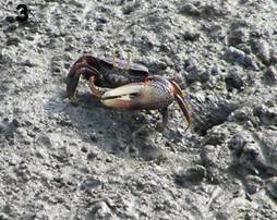 Fiddler Crab