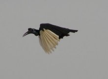 Abyssinian Ground Hornbill