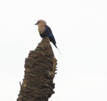 Blue Bellied Roller