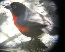Western Blurbill
