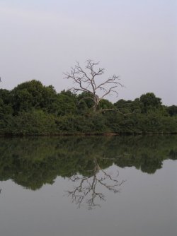 Bird Safari Camp