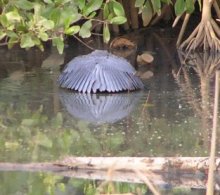 Black Egret