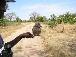 Faraba Banta Bush Track