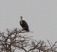 Africa Fish Eagle