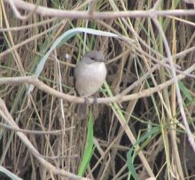 Swamp Flycatcher