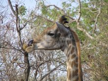 Giraffe