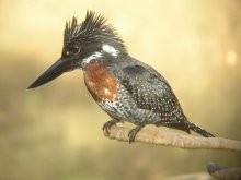 Giant Kingfisher