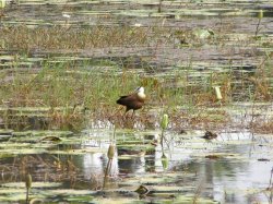 Jacana Pool