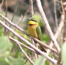 Little Bee-eater