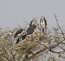 Marabou Stork
