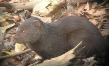 Marsh Mongoose