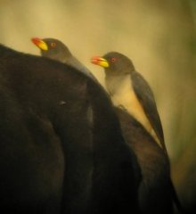 Yellow Billed Oxpecker