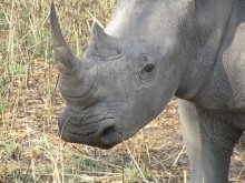 White Rhino