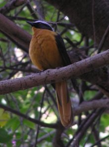Whire Crowned Robinchat