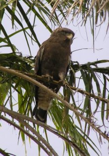 Western Banded Snake Eagle