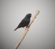 Village Indigobird